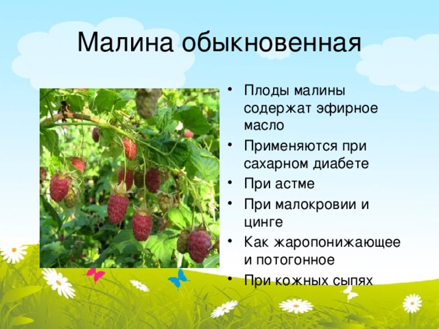 Малина обыкновенная