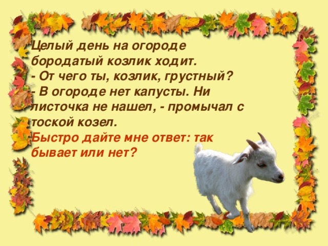 Целый день на огороде бородатый козлик ходит.  - От чего ты, козлик, грустный?  - В огороде нет капусты. Ни листочка не нашел, - промычал с тоской козел.  Быстро дайте мне ответ: так бывает или нет?