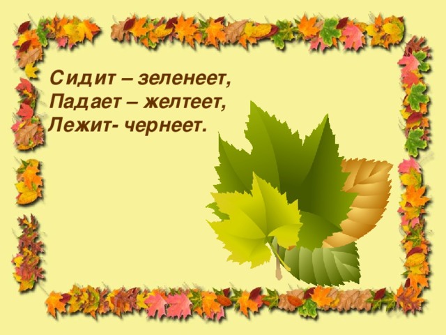 Сидит – зеленеет,  Падает – желтеет,  Лежит- чернеет. 