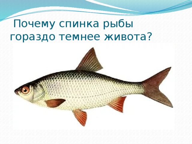  Почему спинка рыбы гораздо темнее живота?