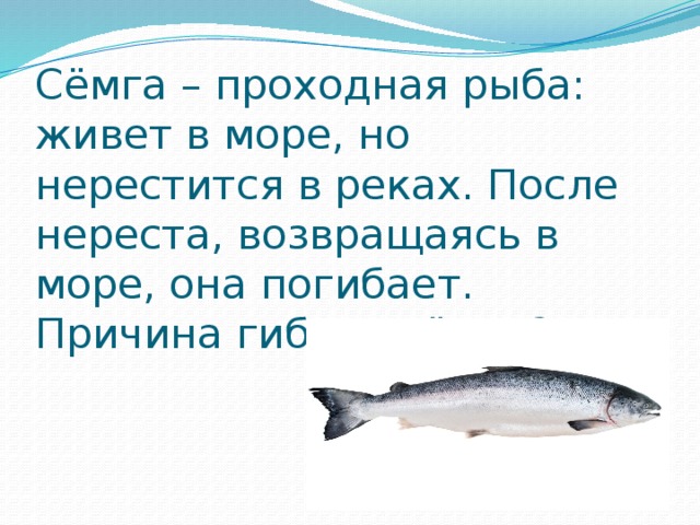Сёмга – проходная рыба: живет в море, но нерестится в реках. После нереста, возвращаясь в море, она погибает. Причина гибели сёмги?