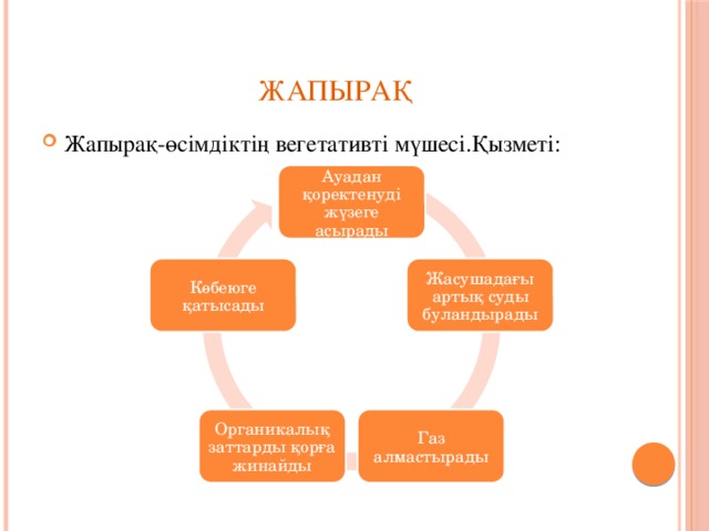 Жапырақ Жапырақ-өсімдіктің вегетативті мүшесі.Қызметі: Ауадан қоректенуді жүзеге асырады Жасушадағы артық суды буландырады Көбеюге қатысады Газ алмастырады Органикалық заттарды қорға жинайды