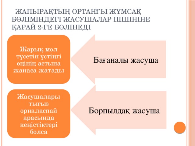 Жапырақтың ортанғы жұмсақ бөліміндегі жасушалар пішініне қарай 2-ге бөлінеді Жарық мол түсетін үстіңгі өңінің астына жанаса жатады  Бағаналы жасуша Жасушалары тығыз орналаспай арасында кеңістіктері болса Борпылдақ жасуша