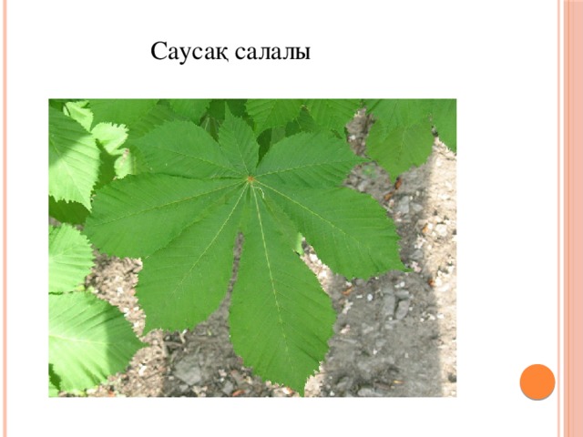 Саусақ салалы