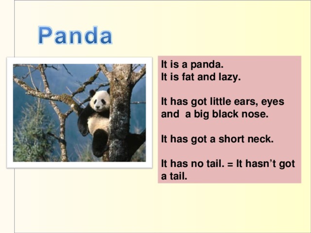 It is a panda. It is fat and lazy.  It has got little ears, eyes and a big black nose.  It has got a short neck.  It has no tail. = It hasn’t got a tail. Это панда. Она толстая и ленивая. Она имеет маленькие черные ушки, глаза и нос. У неё короткая шея. У неё нет хвоста.
