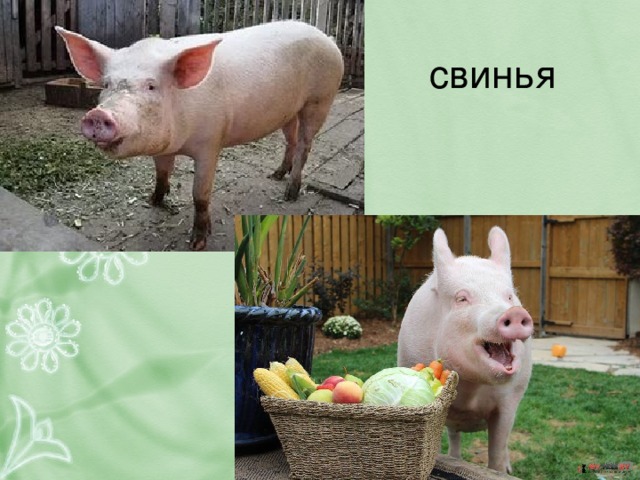 свинья