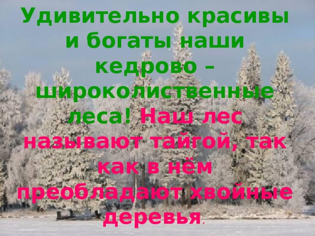 Удивительно красивы и богаты наши кедрово – широколиственные леса! Наш лес называют тайгой, так как в нём преобладают хвойные деревья .