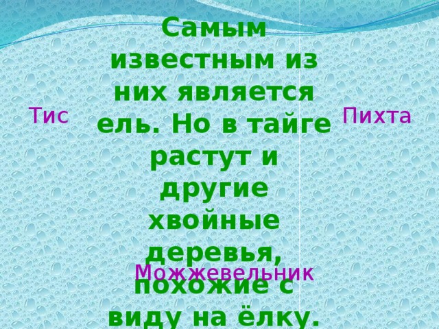 Самым известным из них является ель. Но в тайге растут и другие хвойные деревья, похожие с виду на ёлку. Тис Пихта Можжевельник