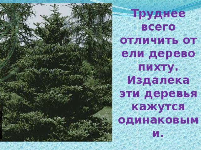 Труднее всего отличить от ели дерево пихту. Издалека эти деревья кажутся одинаковыми.