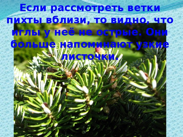 Если рассмотреть ветки пихты вблизи, то видно, что иглы у неё не острые. Они больше напоминают узкие листочки.