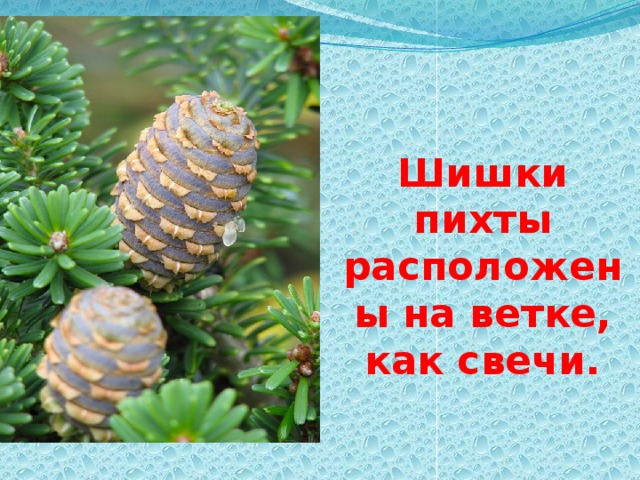 Шишки пихты расположены на ветке, как свечи.