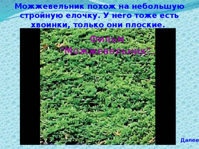 Можжевельник похож на небольшую стройную елочку. У него тоже есть хвоинки, только они плоские. Фильм 