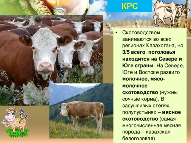 Скотоводством занимаются во всех регионах Казахстана, но 3/5 всего поголовья находится на Севере и Юге страны . На Севере, Юге и Востоке развито молочное, мясо-молочное скотоводство (нужны сочные корма). В засушливых степях, полупустынях – мясное скотоводство (самая многочисленная мясная порода – казахская белоголовая)