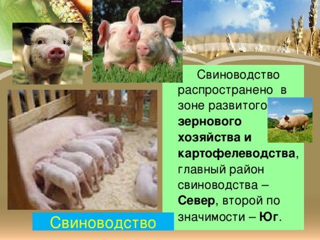 Свиноводство распространено в зоне развитого зернового хозяйства и картофелеводства , главный район свиноводства – Север , второй по значимости – Юг . Свиноводство