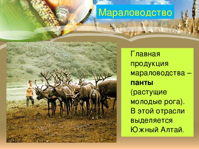 Мараловодство  Главная продукция мараловодства – панты (растущие молодые рога). В этой отрасли выделяется Южный Алтай .