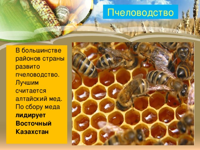 Пчеловодство  В большинстве районов страны развито пчеловодство. Лучшим считается алтайский мед. По сбору меда лидирует Восточный Казахстан