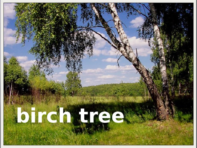 birch tree