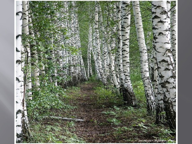 The birch tree