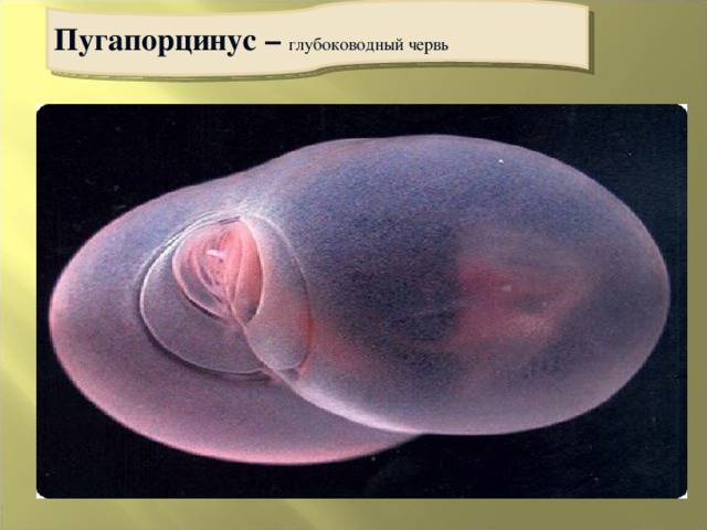 Пугапорцинус – глубоководный червь