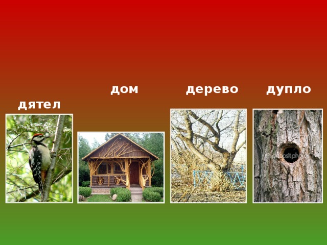Определите по фотографиям где чье дупло укажите. Дом дятла. Дом дятла на дереве. Домик для дятла. Жилье дятла.