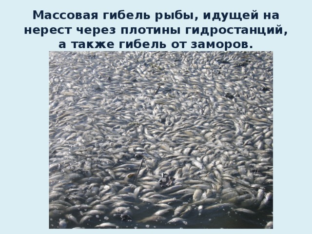 Массовая гибель рыбы, идущей на нерест через плотины гидростанций, а также гибель от заморов.