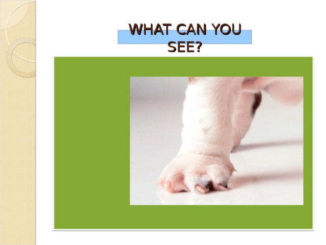 WHAT CAN YOU SEE?