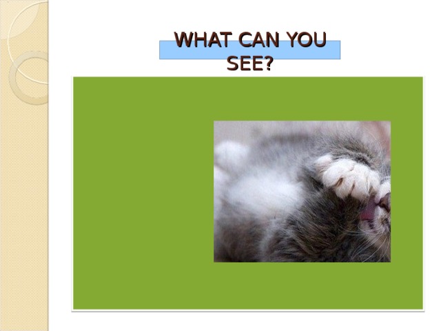 WHAT CAN YOU SEE?