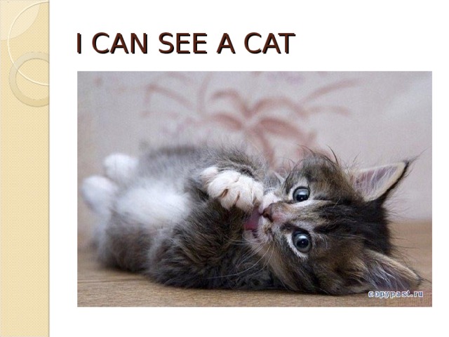 I CAN SEE A CAT