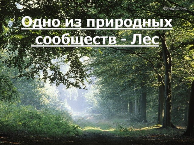 Устное сочинение на тему мелодии весеннего леса перспектива 3 класс презентация