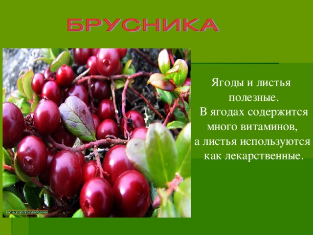 Ягоды и листья полезные. В ягодах содержится много витаминов, а листья используются как лекарственные.