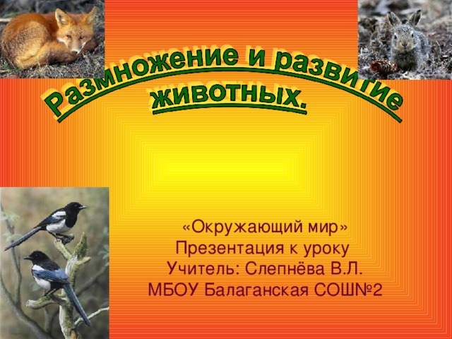 «Окружающий мир» Презентация к уроку Учитель: Слепнёва В.Л. МБОУ Балаганская СОШ№2