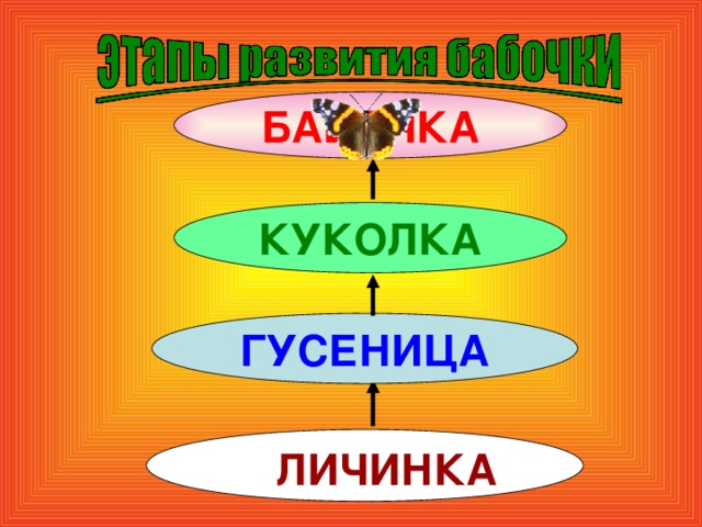 БАБОЧКА КУКОЛКА ГУСЕНИЦА ЛИЧИНКА