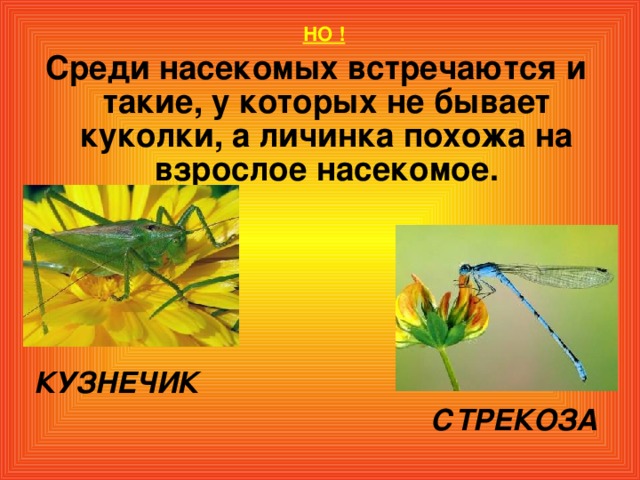 НО ! Среди насекомых встречаются и такие, у которых не бывает куколки, а личинка похожа на взрослое насекомое.        КУЗНЕЧИК СТРЕКОЗА