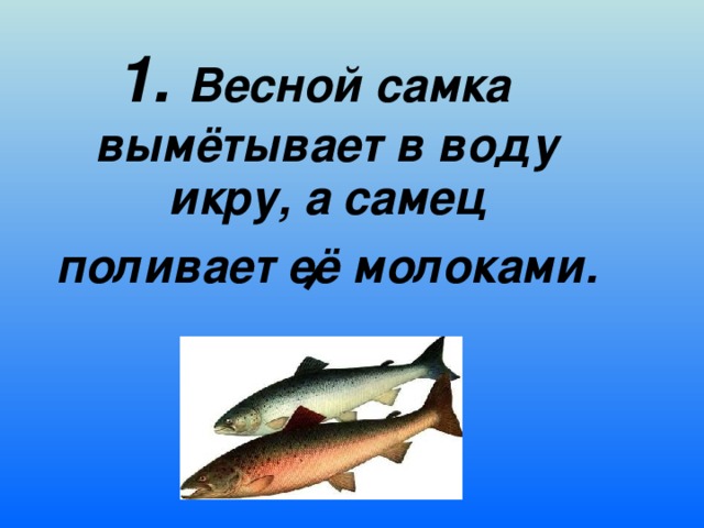 1. Весной самка вымётывает в воду икру, а самец поливает её молоками.