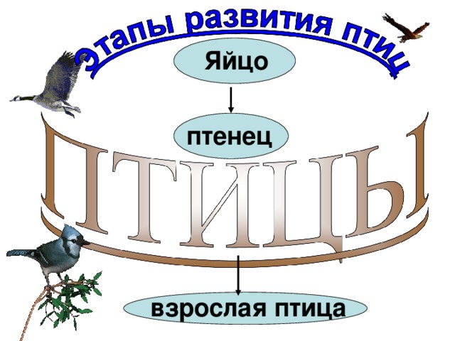 птенец Яйцо взрослая птица