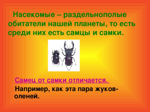 Насекомые – раздельнополые обитатели нашей планеты, то есть среди них есть самцы и самки.  Самец от самки отличается.   Например, как эта пара жуков-оленей.