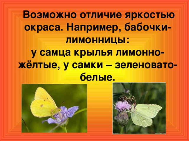 Возможно отличие яркостью окраса. Например, бабочки-лимонницы:  у самца крылья лимонно-жёлтые, у самки – зеленовато-белые.