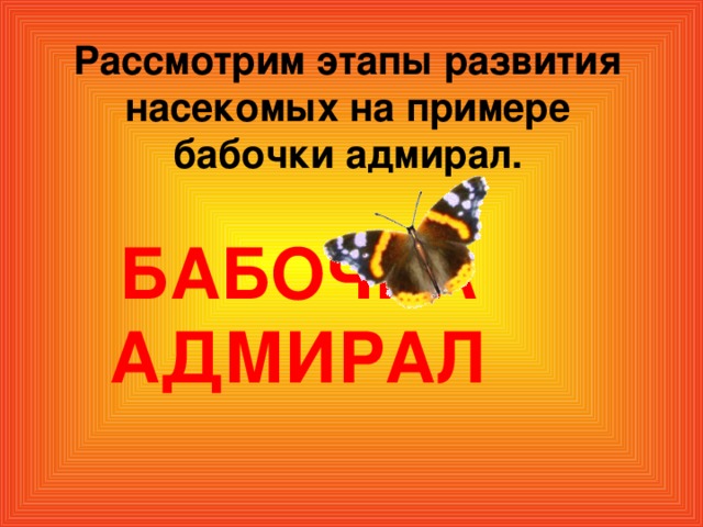 Рассмотрим этапы развития насекомых на примере бабочки адмирал. БАБОЧКА АДМИРАЛ