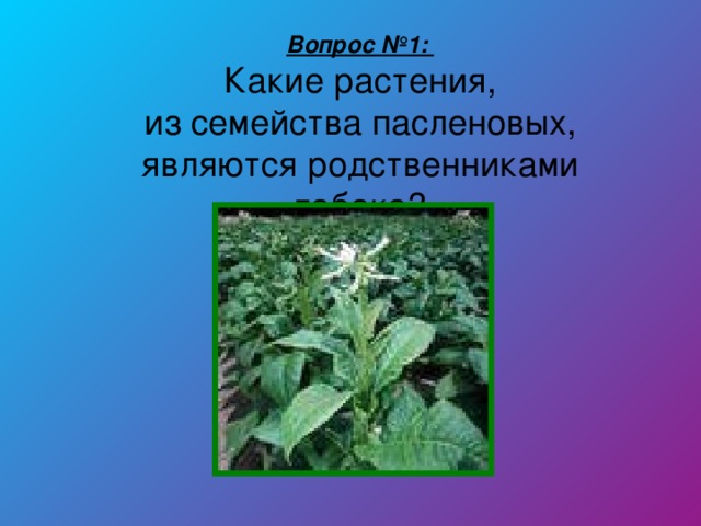 Вопрос №1: Какие растения,  из семейства пасленовых, являются родственниками табака?