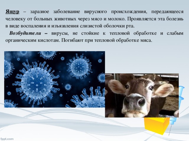 Ящур – заразное заболевание вирусного происхождения, передающееся человеку от больных животных через мясо и молоко. Проявляется эта болезнь в виде воспаления и изъязвления слизистой оболочки рта.  Возбудители – вирусы, не стойкие к тепловой обработке и слабым органическим кислотам. Погибают при тепловой обработке мяса.