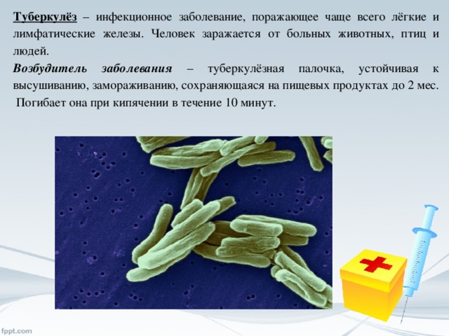 Туберкулёз – инфекционное заболевание, поражающее чаще всего лёгкие и лимфатические железы. Человек заражается от больных животных, птиц и людей. Возбудитель заболевания – туберкулёзная палочка, устойчивая к высушиванию, замораживанию, сохраняющаяся на пищевых продуктах до 2 мес.  Погибает она при кипячении в течение 10 минут.