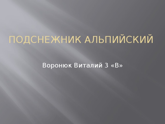 Подснежник альпийский   Воронюк Виталий 3 «В»