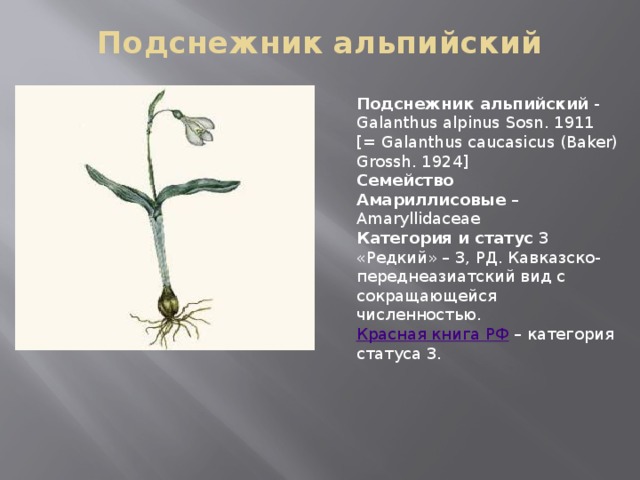 Подснежник альпийский   Подснежник альпийский  - Galanthus alpinus Sosn. 1911 [= Galanthus caucasicus (Baker) Grossh. 1924]   Семейство Амариллисовые  – Amaryllidaceae Категория и статус  3 «Редкий» – 3, РД. Кавказско-переднеазиатский вид с сокращающейся численностью.  Красная книга РФ  – категория статуса 3.