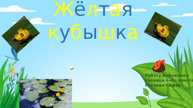 Ж ё л т а я к у б ы ш к а Работу выполнила ученица 3«В» класса Носенко София