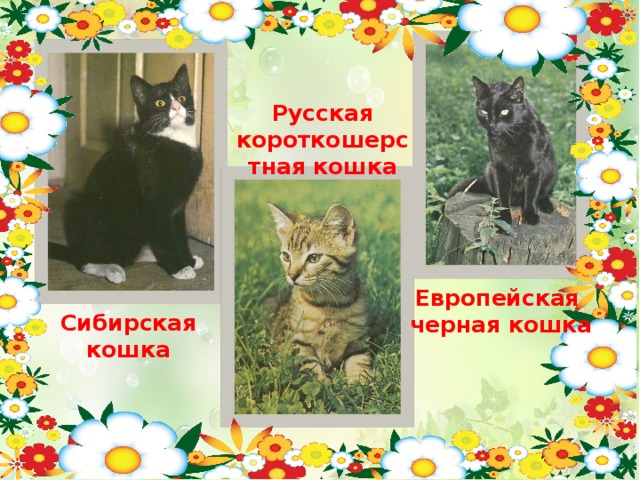 Русская короткошерстная кошка Европейская черная кошка Сибирская кошка