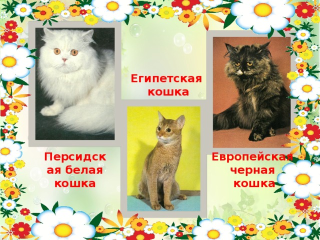 Египетская  кошка Европейская черная кошка Персидская белая кошка
