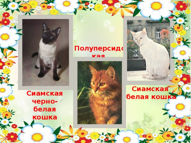 Полуперсидская кошка Сиамская белая кошка Сиамская черно-белая кошка