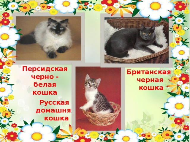 Персидская черно - белая кошка Британская черная кошка Русская домашняя  кошка