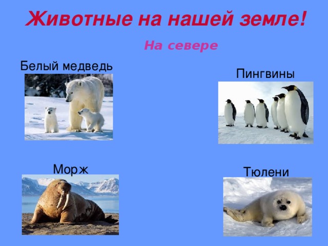 Животные на нашей земле!  На севере  Белый медведь  Пингвины  Морж  Тюлени