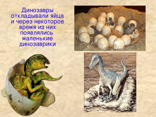 Динозавры откладывали яйца и через некоторое время из них появлялись маленькие динозаврики